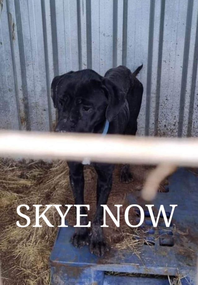 The Animal Team tweet media