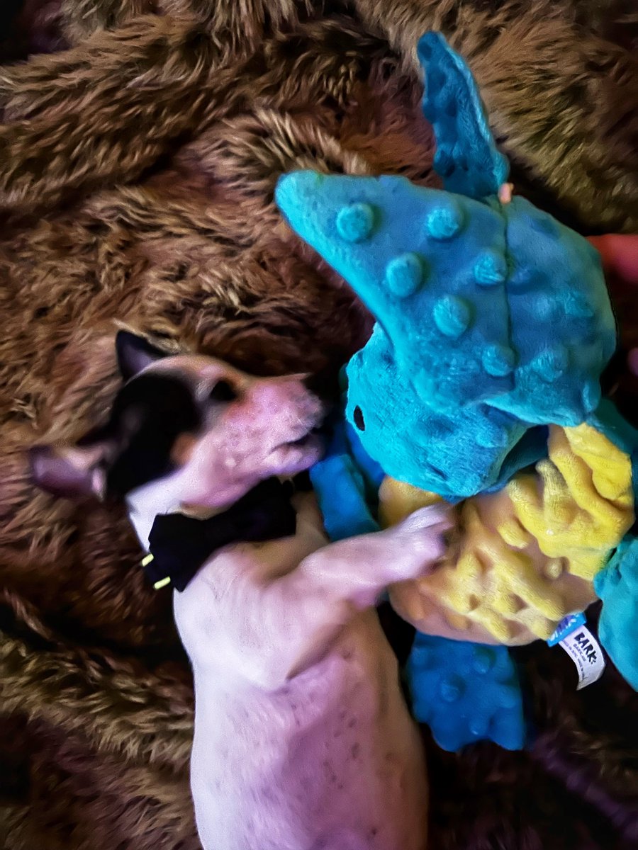 Faldo’s Weims & two ☘️Irish Jack ☘️🇺🇸🇬🇧 tweet media