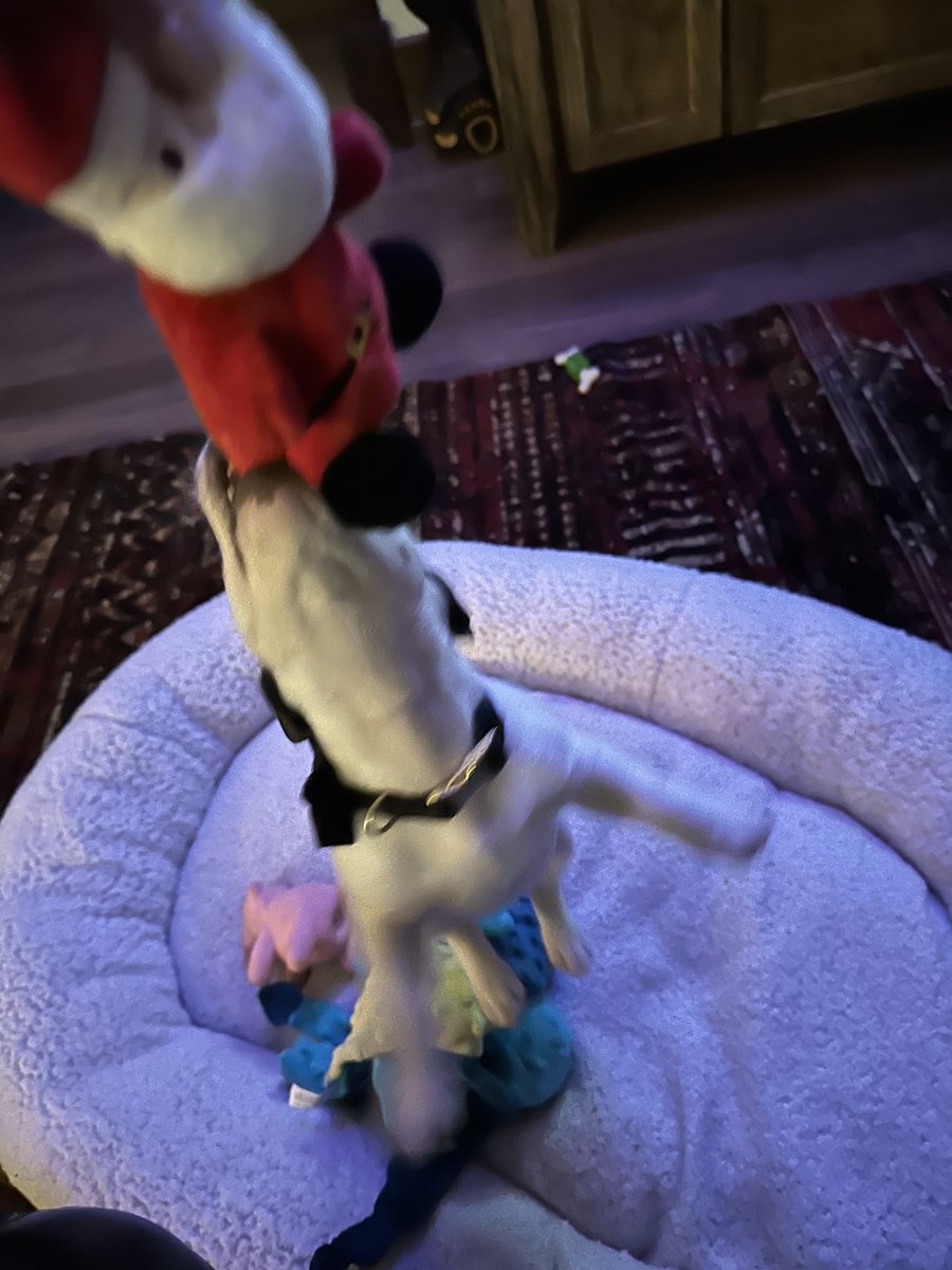 Faldo’s Weims & two ☘️Irish Jack ☘️🇺🇸🇬🇧 tweet media