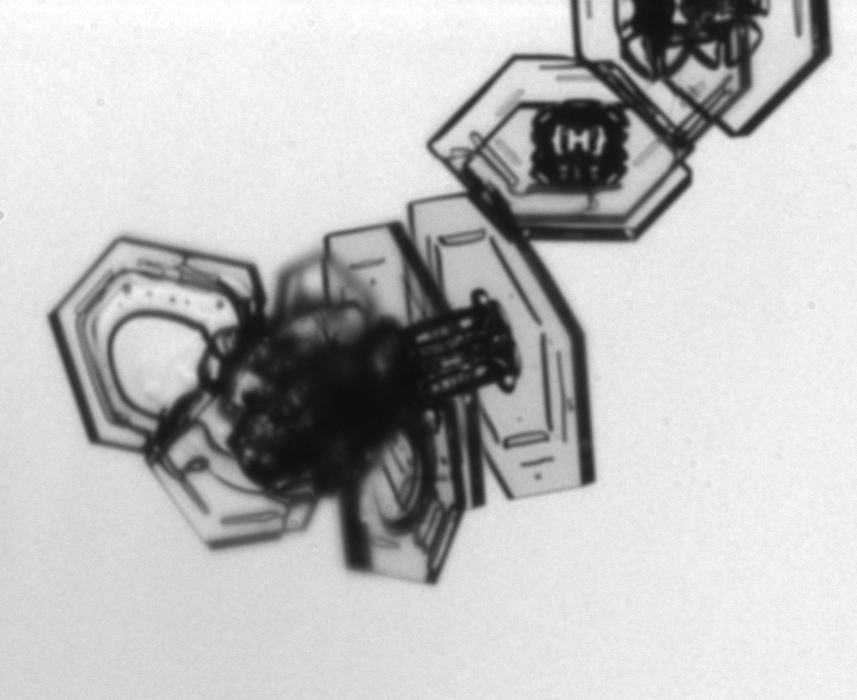 During #IMPACTS2023 RF02 we sampled a tight cyclonic system off the coast of Virginia.
The most stunning observation was to find (chain-like) plate aggregates and capped columns throughout the system down to the lowest levels at -3°C indicating mixing of ice habits. #IceCrystals