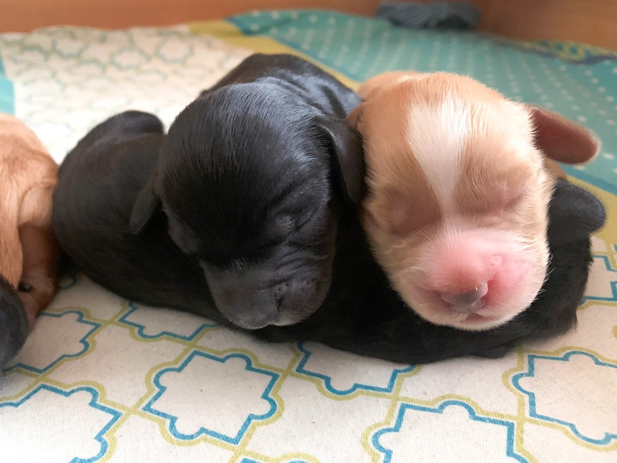 herschel_ir's tweet photo. Meet Joey, Chandler, Phoebe, Ross and Matty ๐งก
4 day old gorgeous puppies that are enjoying the cosy warmth from a radiant Herschel heater when Mum isnโt close by โ๏ธ
Thanks so much to Ollie for sending the pics in - favourite photo of 2023 already?!
#herschelinfrared #puppy https://t.co/IIDpYSKiTM