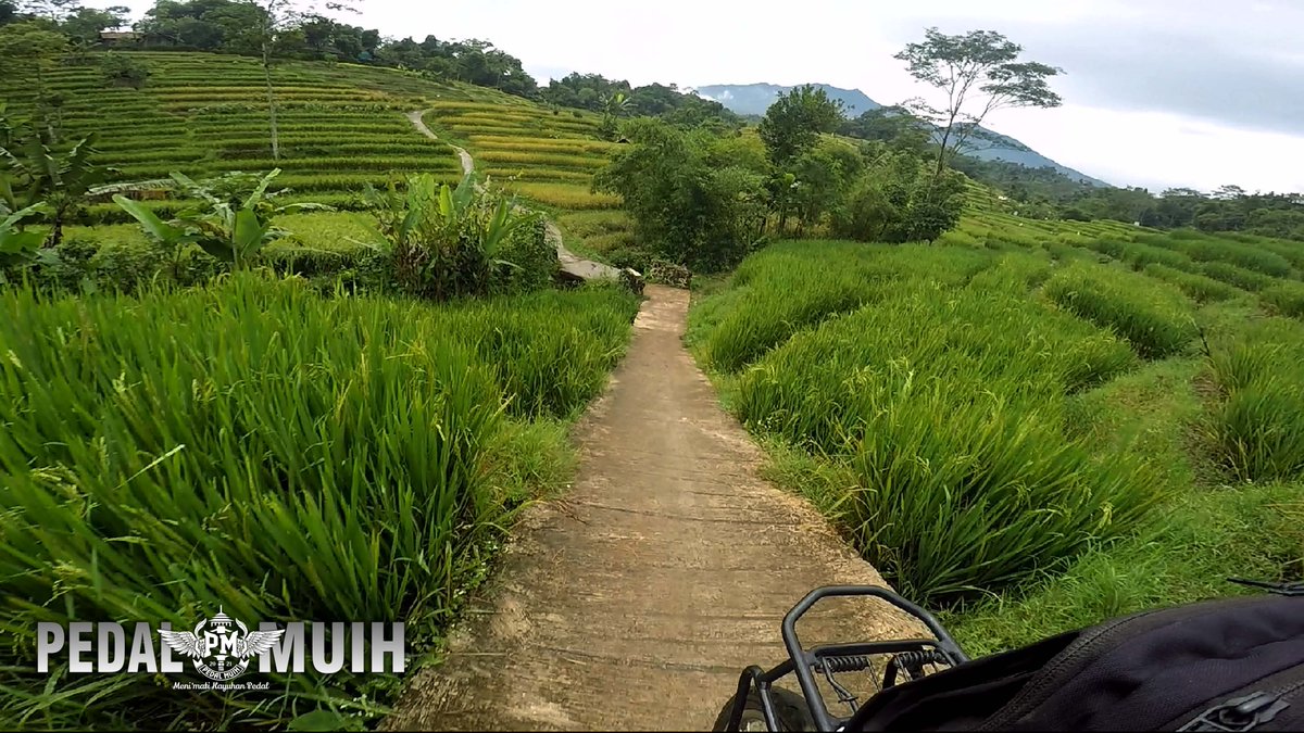 Pedal Muih tweet media