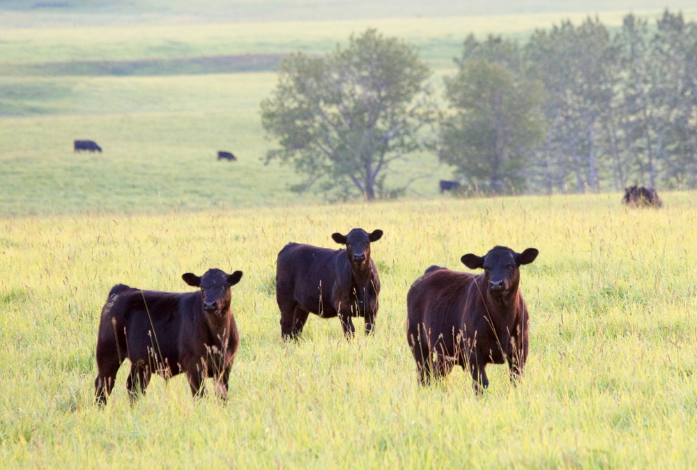 1 cow produces over 550 lbs of beef, 30 lbs of organs and 100 lbs of fat

That is over 1 million extremely nutritious calories.

Assuming an American eats 2000 calories a day, just 1 cow can feed 1 person for 500 days.

Please tell me again how this is unsustainable.