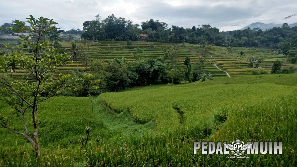 Pedal Muih tweet media