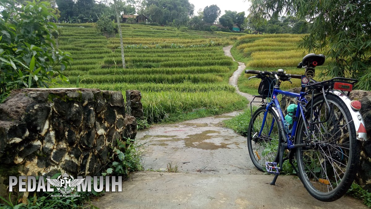 Pedal Muih tweet media