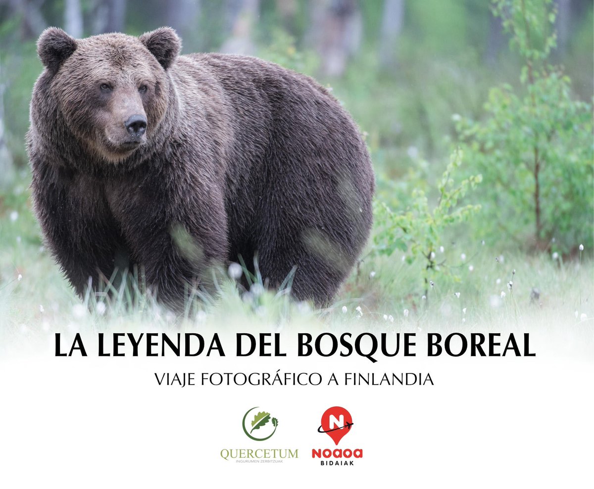iskanderbarrena's tweet photo. Gustatuko litzaizuke basabizitza ikusgarriekin hurbileko topaketak bizitzea eta beraien erritmoak sentitzea?

🚨Finlandiara bidaia!🚨
Ekainan eta irailean, bazatoz???

Informazio gehiago⬇️⬇️⬇️
https://t.co/OXQAcsTnMX https://t.co/MFPO9B69Kt