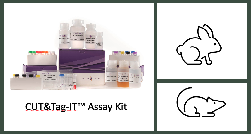 activemotif's tweet photo. Not all CUT&Tag kits are the same. Choose your complete & optimized CUT&Tag-IT Assay Kits for MOUSE or RABBIT Primary Antibodies! https://t.co/C40WG64k2U
#epigenetics #cutntag #genomics https://t.co/f0XP53ePhc