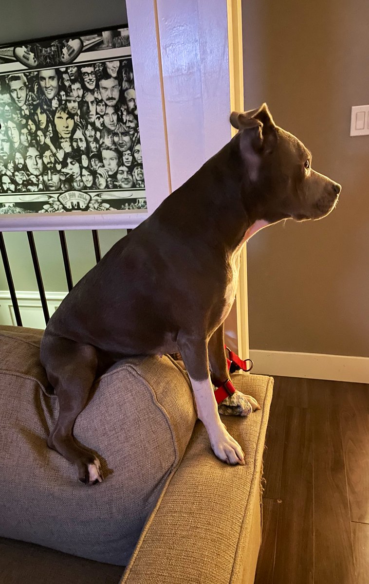 Luci the Pittie🐾 tweet media