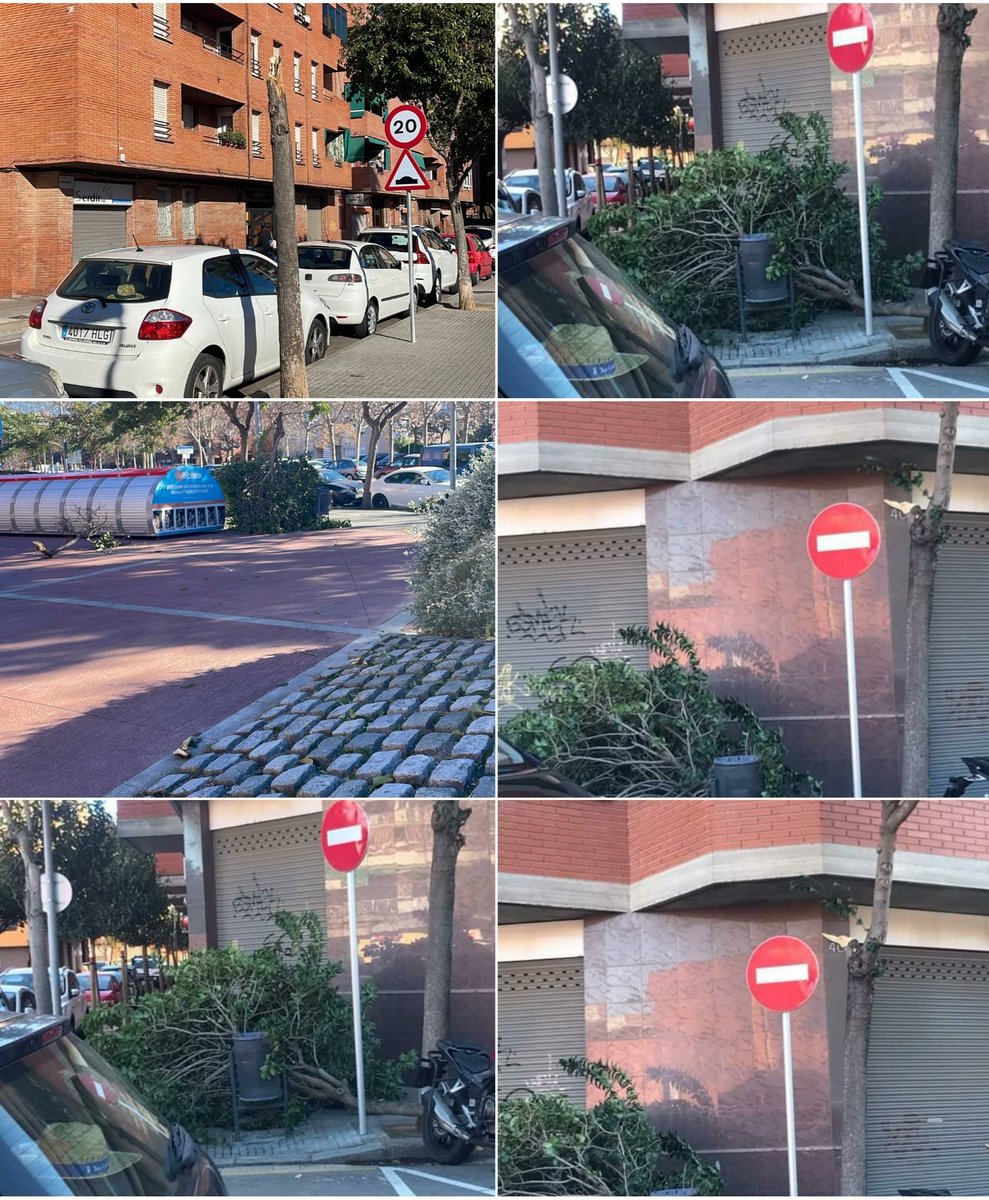 elprataldia's tweet photo. Un fuerte viento ha azotado la ciudad y ha afectado , entre otros, a la vegetación urbana, como estos árboles de las Calles Tarragona y Pirineos, que han sido arrancados. https://t.co/xaS8INNbia