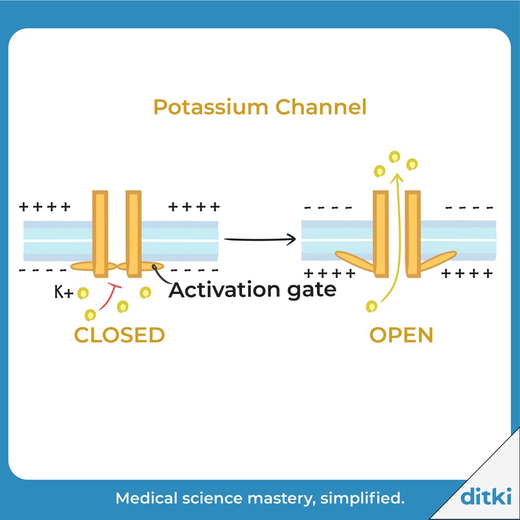 What do we use potassium channel blockers to treat?

Learn more: l8r.it/2d1Z

#ditki #usmle #meded #medschool #medstudent #potassiumchannels #pathology #cellbio #physiology
#physicianassistant #pharmacology #channels #medicine #science #nurse #premed #mcat #mbbs