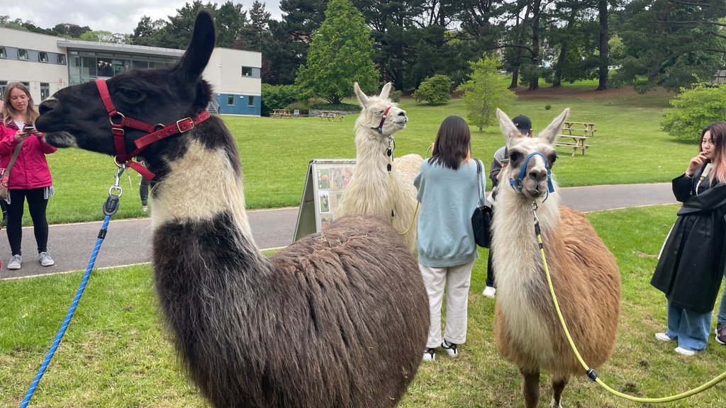 ExeterGuild's tweet photo. One of the best ways to explore Exeter and the local area is to come along to our Give It A Go events!

From beach trips to llama walking, we provide our students with a unique range of opportunities throughout the year.

Click here for more events info ➡️ https://t.co/hb58KmVpvF https://t.co/etV81s9Tln