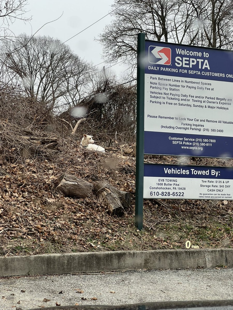 amyin19087's tweet photo. @SEPTA_SOCIAL she was spotted at the st David’s train station at 11:25am, so she is traveling the track between radnor and st David’s stations (at least). Any sightings please call/text +1 (856) 628-1292 https://t.co/2WY1KthV40