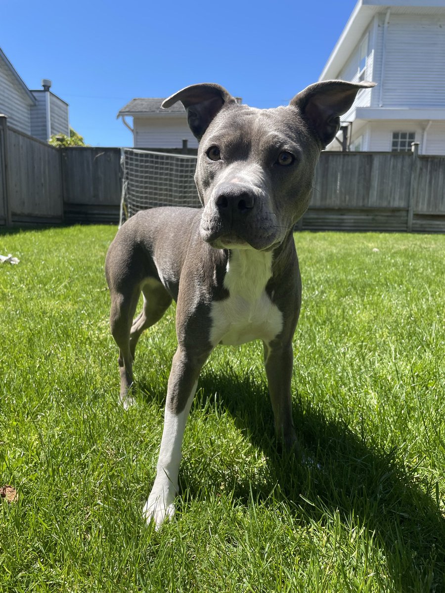 Luci the Pittie🐾 tweet media