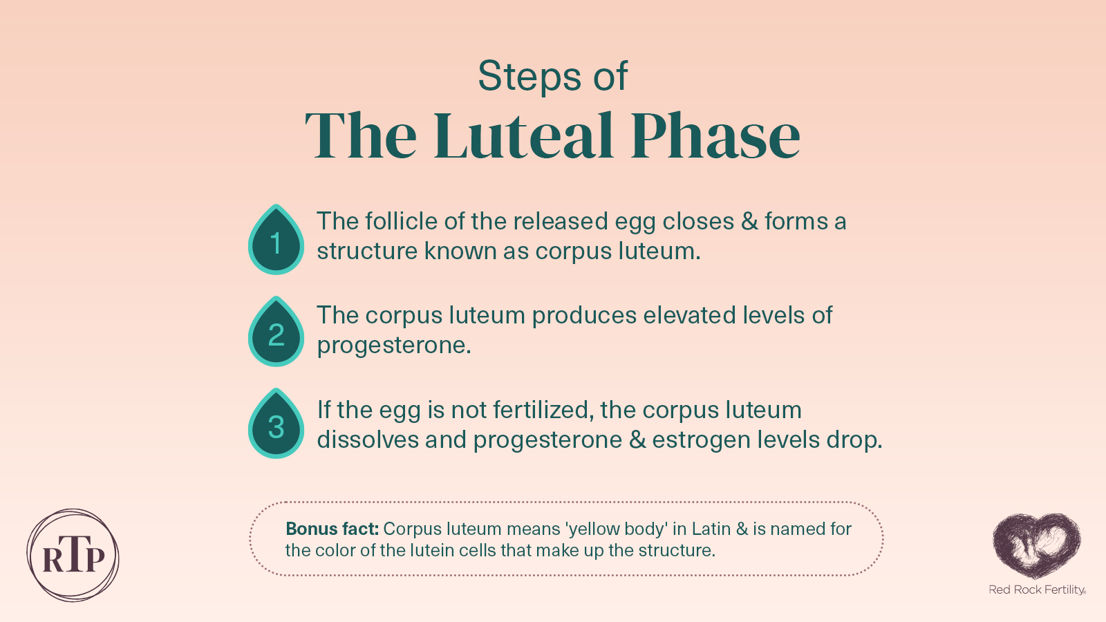 Red Rock Fertility on X: In the Luteal Phase, increased estrogen