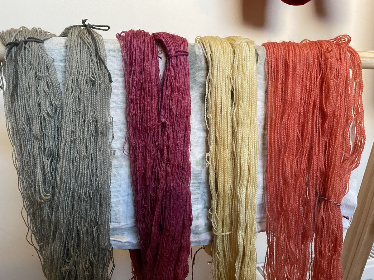 Results of the yarn dyeing this afternoon. From left to right, alder cones + iron, cochineal + iron, alder cones, and madder root. Cotton results tomorrow as I’m leaving them to steep overnight. (Yarn mordanted with alum).