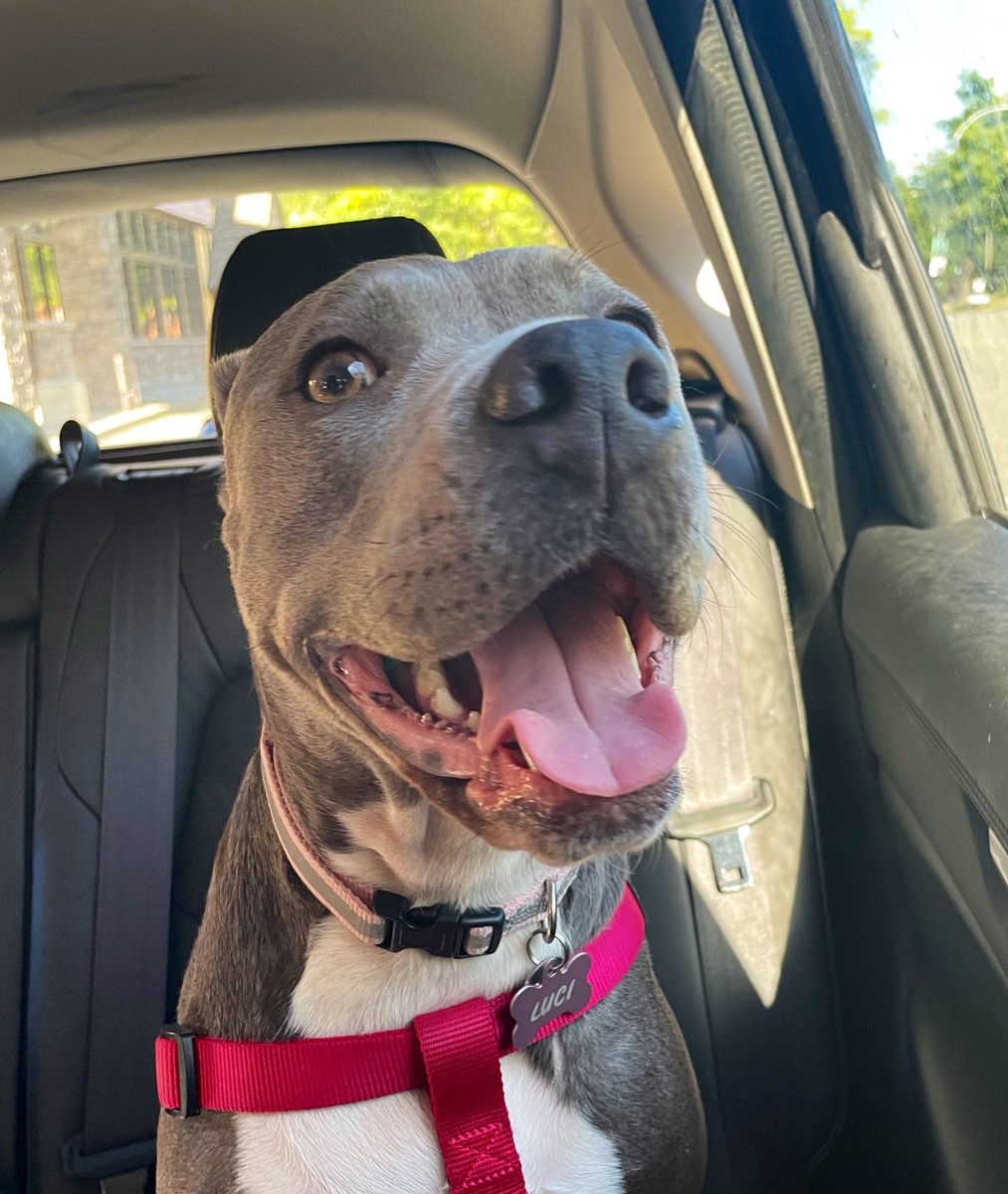 Luci the Pittie🐾 tweet media