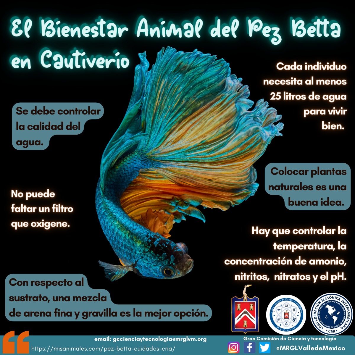 MRGLValleMexico's tweet photo. #pezbetta
#bienestaranimal
#peces
#ciencia
#biologia
#tecnologia
#science
#datoscuriosos
#animallovers
#masoneria
#sigueme https://t.co/WM1od4LYvV