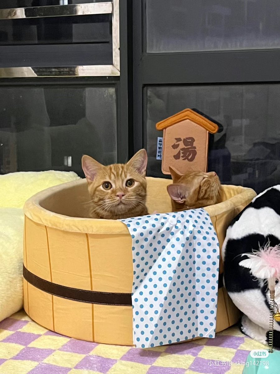 petsaboom's tweet photo. Ready for my onsen

https://t.co/lCD9BZkaAy

#petsaboom #catsofinstagram #cats #Cat #CatsOfTwitter #onsen #bathtub https://t.co/T9zUsI2ZGL