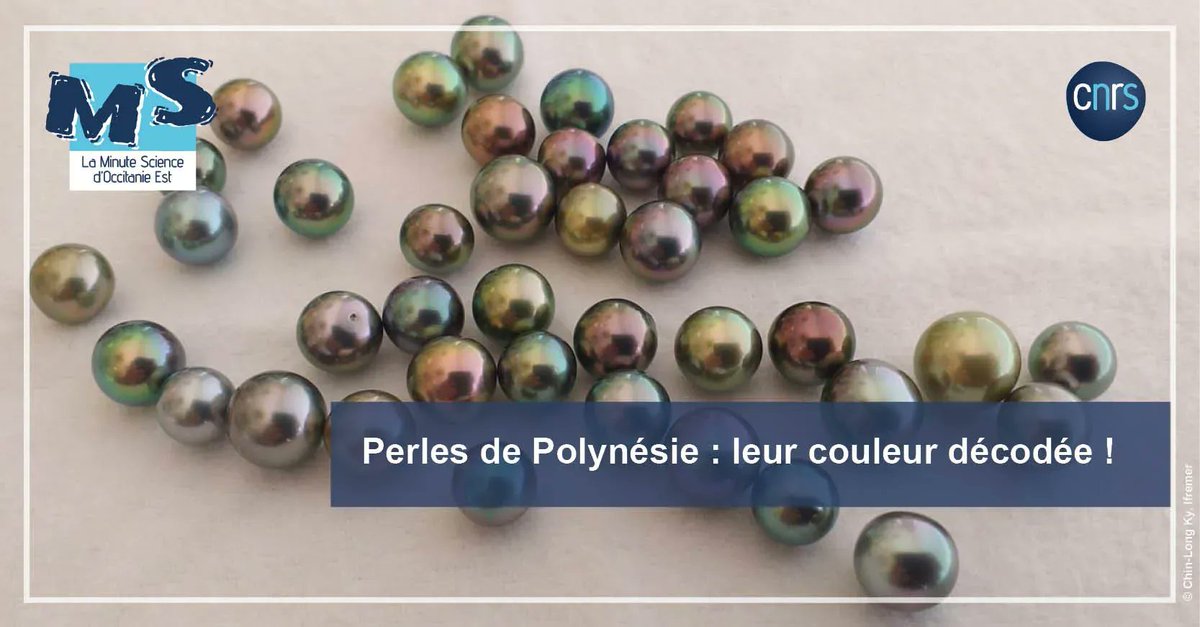 CNRS_OccitaniE's tweet image. 🦪 #MinuteScience | La couleur de la perle de l'huître de Polynésie n'est plus un secret grâce aux chercheurs de @ihpe_lab, @Ifremer_fr, @umrMARBEC, et @criobe_pf !

➡️  buff.ly/3Cya4cP