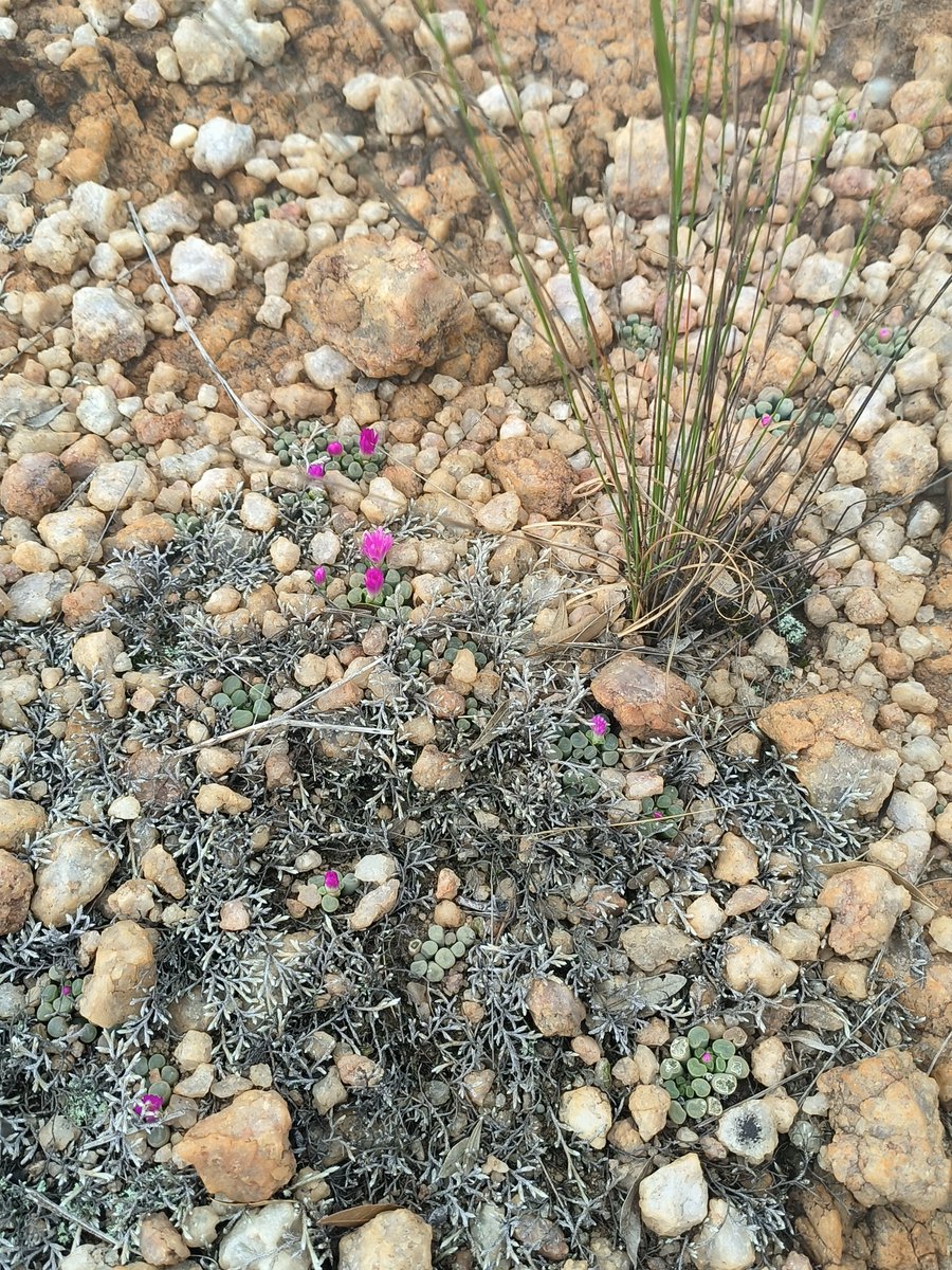 MartiBlom's tweet photo. Let me add on more pics of these special #succulents. Nestled in the silica pebble layer, one can easily walk past an not see them. #BotanyOnTheRun https://t.co/9Tn0USFLnO