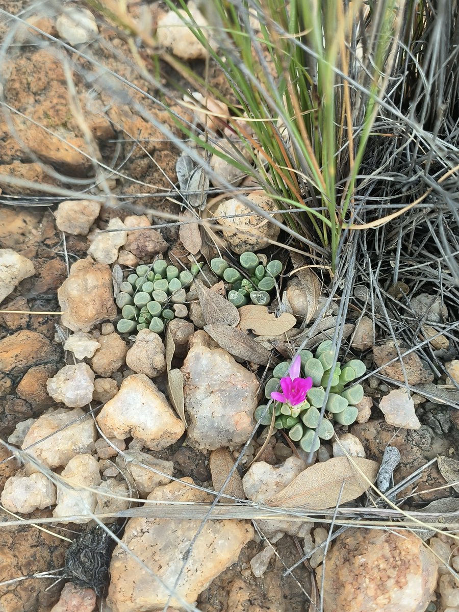 MartiBlom's tweet photo. Let me add on more pics of these special #succulents. Nestled in the silica pebble layer, one can easily walk past an not see them. #BotanyOnTheRun https://t.co/9Tn0USFLnO