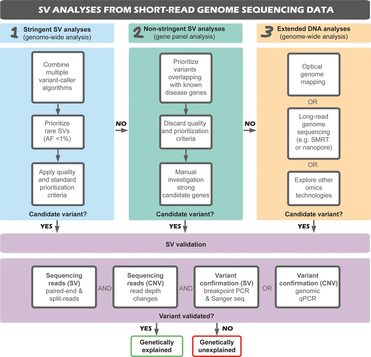 GIMJournal's tweet image. Optical genome mapping improves structural variant detection in genetically unexplained cases of inherited retinal disease and shows that the contribution of pathogenic variants is likely underestimated #USH2A #NGS #structuralvariants @SEdeBruijn bit.ly/3QNrwjt