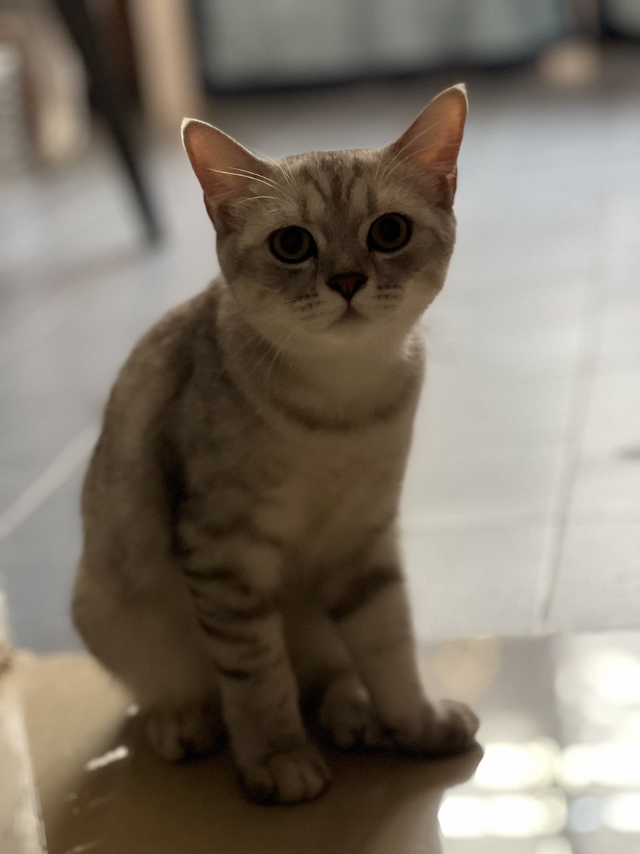 maegenone's tweet photo. 😺 https://t.co/vcR2qFP2AB