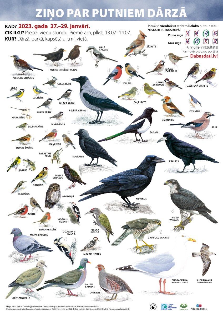 🔭Lai apzinātu, kur un kādas putnu sugas Latvijā sastopamas ziemas mēnešos, no 27. līdz 29. janvārim aicinām ikvienu stundas garumā piedalīties akcijā #ZiņoParPutniemDārzā. Tai pat laikā pēc vienotas metodikas putnus skaitīs gan kaimiņvalstīs, gan citviet Eiropā. #putnuvērošana