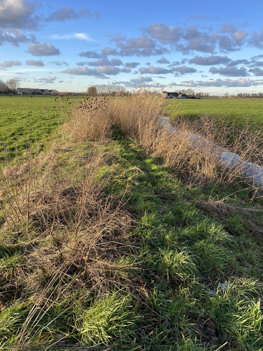 ginakranendonk's tweet photo. Middagje ‘peuteren’ op de #Woerd’ maar verstrikt in telling op het #Haas +150 in prachtlandschap hier met WBE _Delfland enthousiaste & kundige biotoop verbeteraars top #keverbanken #vlechtheggen #plasdrassen #jagersdoenmeer
#wbedelfland #jagen #biotoop @jagersvereninging https://t.co/QSnReTQT5n