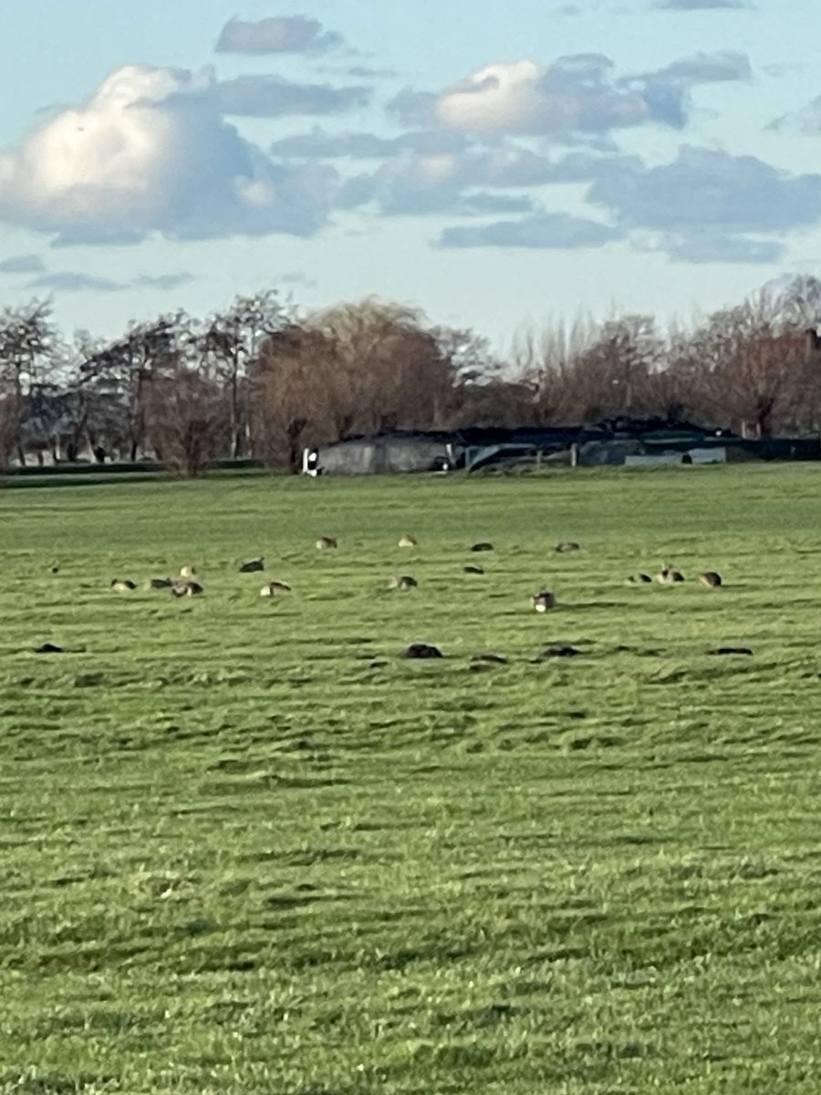 ginakranendonk's tweet photo. Middagje ‘peuteren’ op de #Woerd’ maar verstrikt in telling op het #Haas +150 in prachtlandschap hier met WBE _Delfland enthousiaste & kundige biotoop verbeteraars top #keverbanken #vlechtheggen #plasdrassen #jagersdoenmeer
#wbedelfland #jagen #biotoop @jagersvereninging https://t.co/QSnReTQT5n