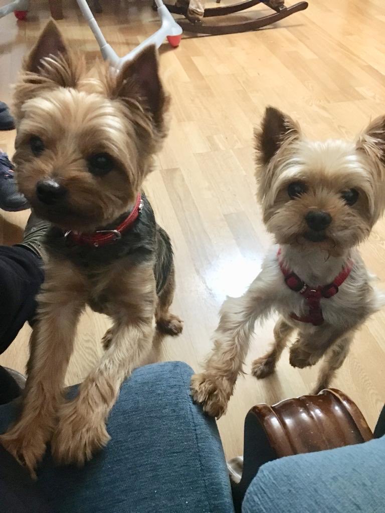 VirOLIVALOPEZ's tweet photo. Feliz San Antón para todos/as!! Y para nuestros perritos Gas y Gus ⁦@MariaOlivalope1⁩ https://t.co/oQX0vG8F9g