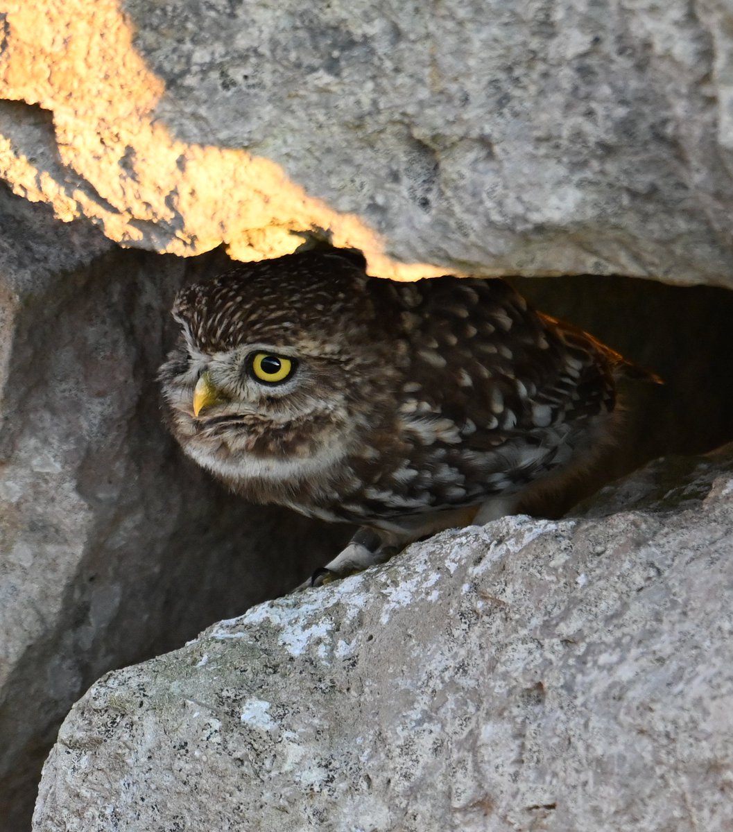 Peeking out to check who's about.....Only me, Mr Little Owl 🦉❤️🥰 #littleowl #athenenoctua #owls #owl #strigidae #savenature #birdphotography #birdconservation #BBCWildlifePOTD #bbccountryfilemagpotd #winterwatch @BBCCountryfile