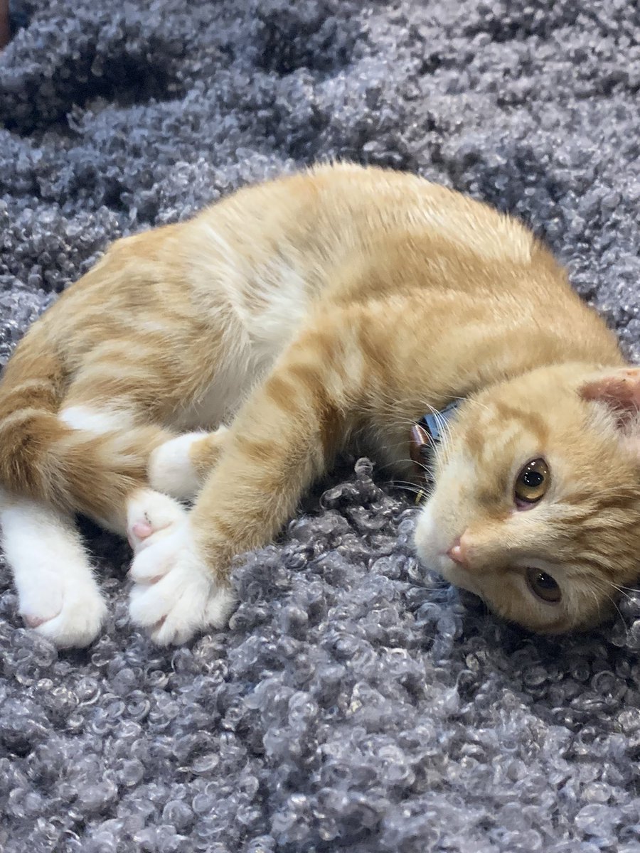 FionaNatasha Syms on Twitter "In my happy place at Java Whiskers Cafe