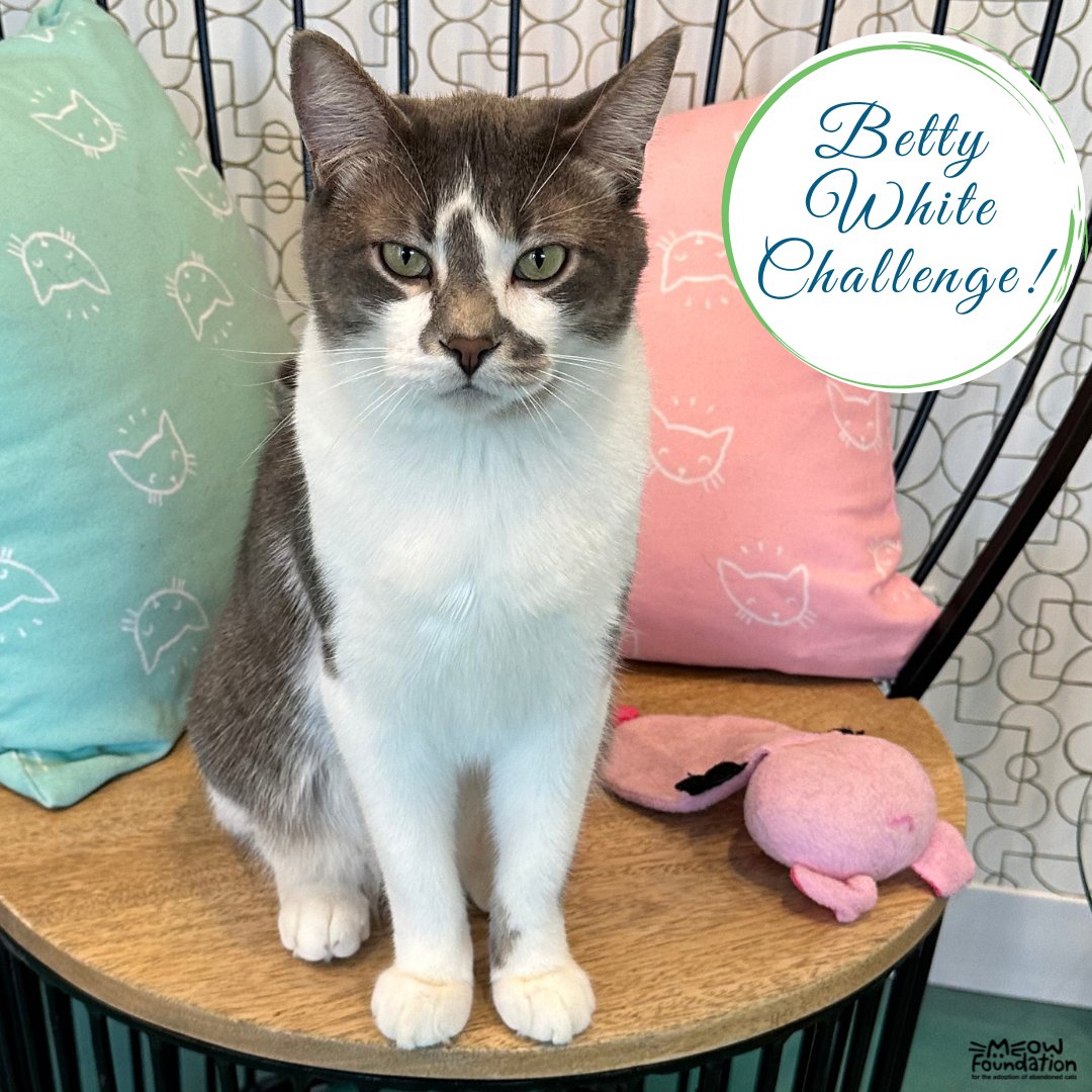 We are delighted to be celebrating what would have been Betty White's 101st birthday and taking part in the #bettywhitechallenge! ❤️😺 To support MEOW please click link to donate! bit.ly/3GCiNf3