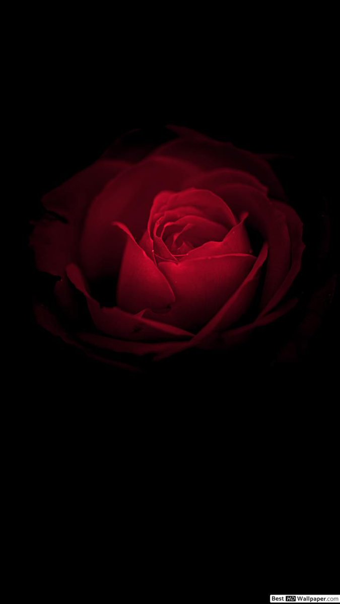 elifsef404's tweet photo. Gül
Gül, güle değiyor, bir hâlvet doğuyor; bir gonca patlıyor. 
Gül, güle değiyor, bir kesret doğuyor: Gül açılıyor. 
Gül, "Gül-i  Gülizâr Resûl" oluyor.
     
Rûhum kıyâmda... https://t.co/as5tvu7fja