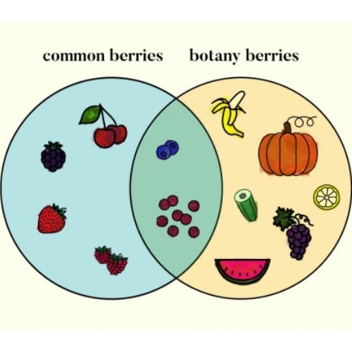 A strawberry is not an actual berry, but a banana is.
bit.ly/3w88V7V

#berry #BerryCurly #berrys #berrylips #berrylove #berrynsw #berrygood #berrysmoothie #berrybowl #berryagency #berrypicking #fruit #fruits #fruity #FruityLoops #fruitsalad #fruitarian #fruitlover