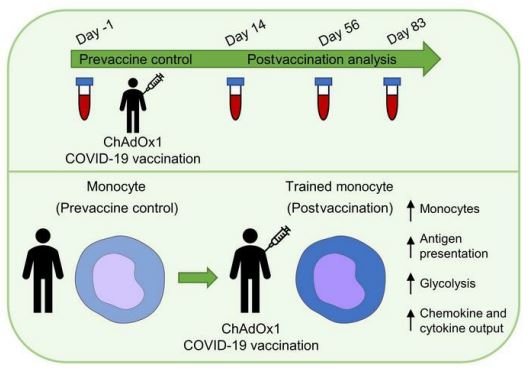 derv_murphy's tweet image. I am absolutely delighted to share our paper showing the induction of trained immunity by an adenoviral COVID-19 vaccine published in @jclinicalinvest this evening! A truly massive thank you to @ShareeBasdeo and the whole team for all their help 🥳🥳 jci.org/articles/view/…
