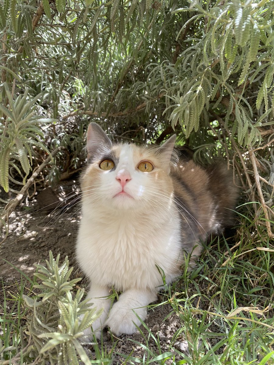 Valen_terraza's tweet photo. Mi mumi hermosa 😭🥰❤️ https://t.co/4hou69MQSb