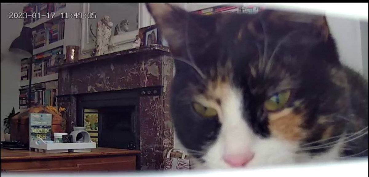 natpersoglio's tweet photo. @AdamJFarrer Strangely random, I know, but can you spy #ColdFishSoup on my cat cam 🐈😆 https://t.co/zu7r3sY3Fj