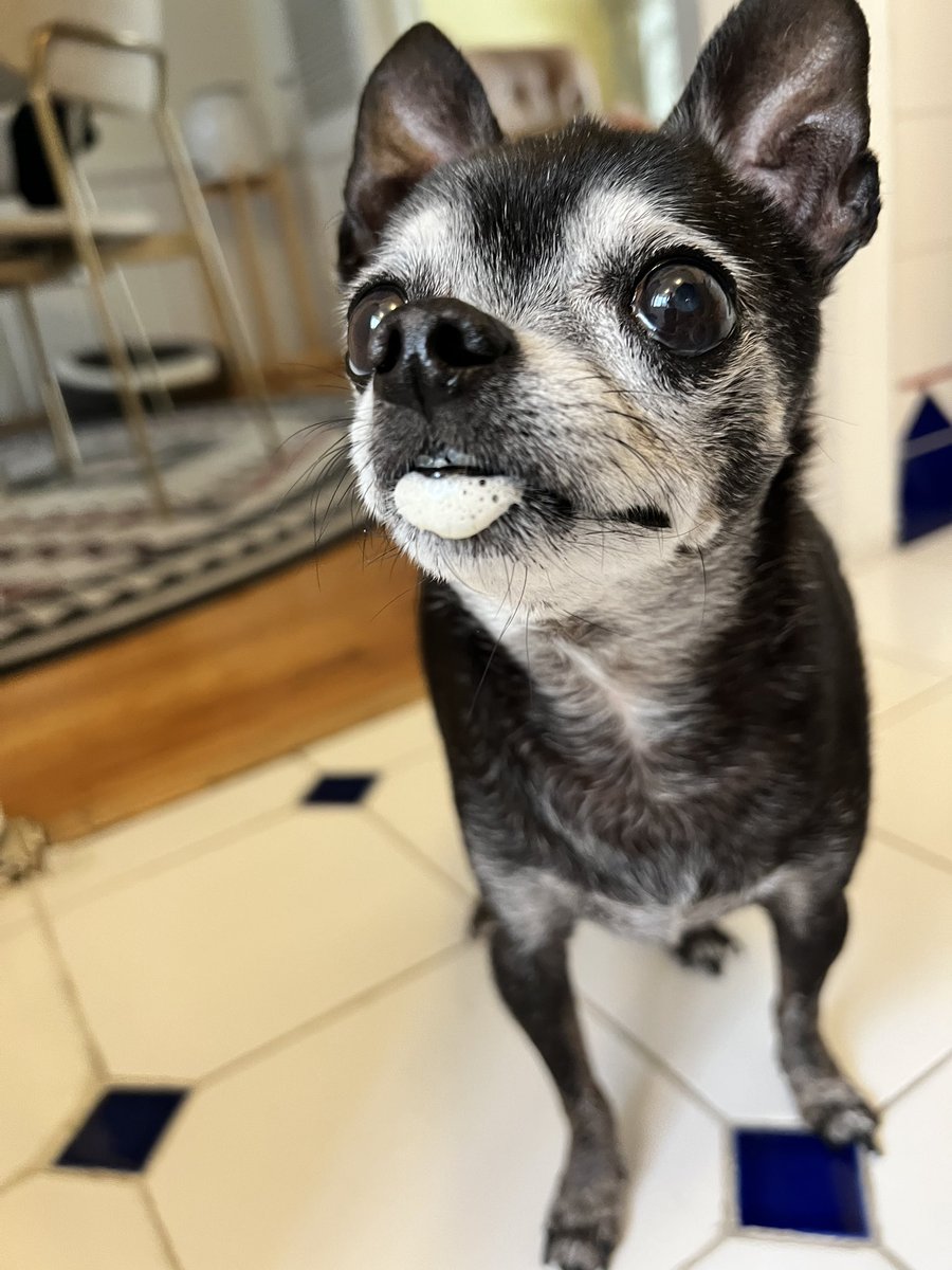 Oscar enjoying a little foam from my latte this morning😂🥰
