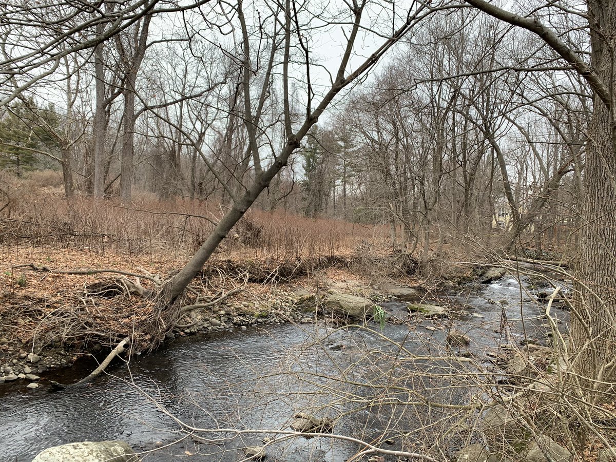 Rrushja7's tweet photo. @NYSDEC @News12WC @westchestergov @RyeGSL @KathyHochul @SenSchumer Harrison side of the Blind Brook. Serious erosion and still no action by the county or state. Every rainfall makes it worse https://t.co/EfYxLxqRSl
