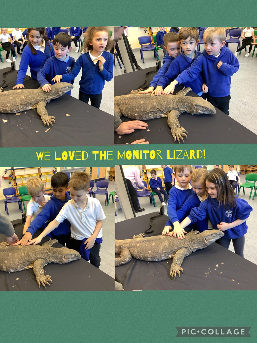 TurtlesTalented's tweet photo. Thank you so much to A&amp;S Animal Encounters for visiting our class today. The children and teachers had so much fun handling these incredible reptiles and it supported our topic on 'Dragons'. @bawelps @MrsEJPincott https://t.co/9JgiDMnlbM