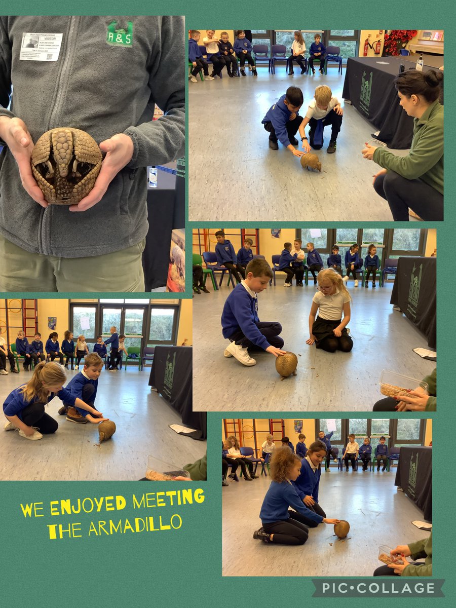 TurtlesTalented's tweet photo. Thank you so much to A&amp;S Animal Encounters for visiting our class today. The children and teachers had so much fun handling these incredible reptiles and it supported our topic on 'Dragons'. @bawelps @MrsEJPincott https://t.co/9JgiDMnlbM