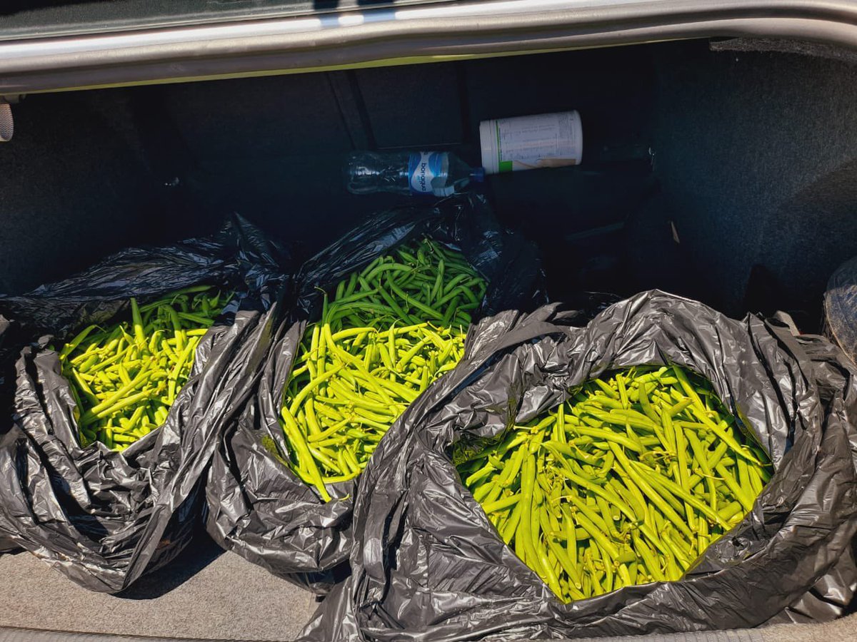 MamelloBohale's tweet photo. Hey #Lstwitter  Ke rekisa green beans.. straight from my garden 5l-M60.00, 10l-M90.00  20l -M180.00.. if you want e ngata tell me a day before ketsebe lo kotula.. I do deliveries around town and surrounding areas( local) +266 69310893/  +266 68271120…. https://t.co/BGRVl6bdSc