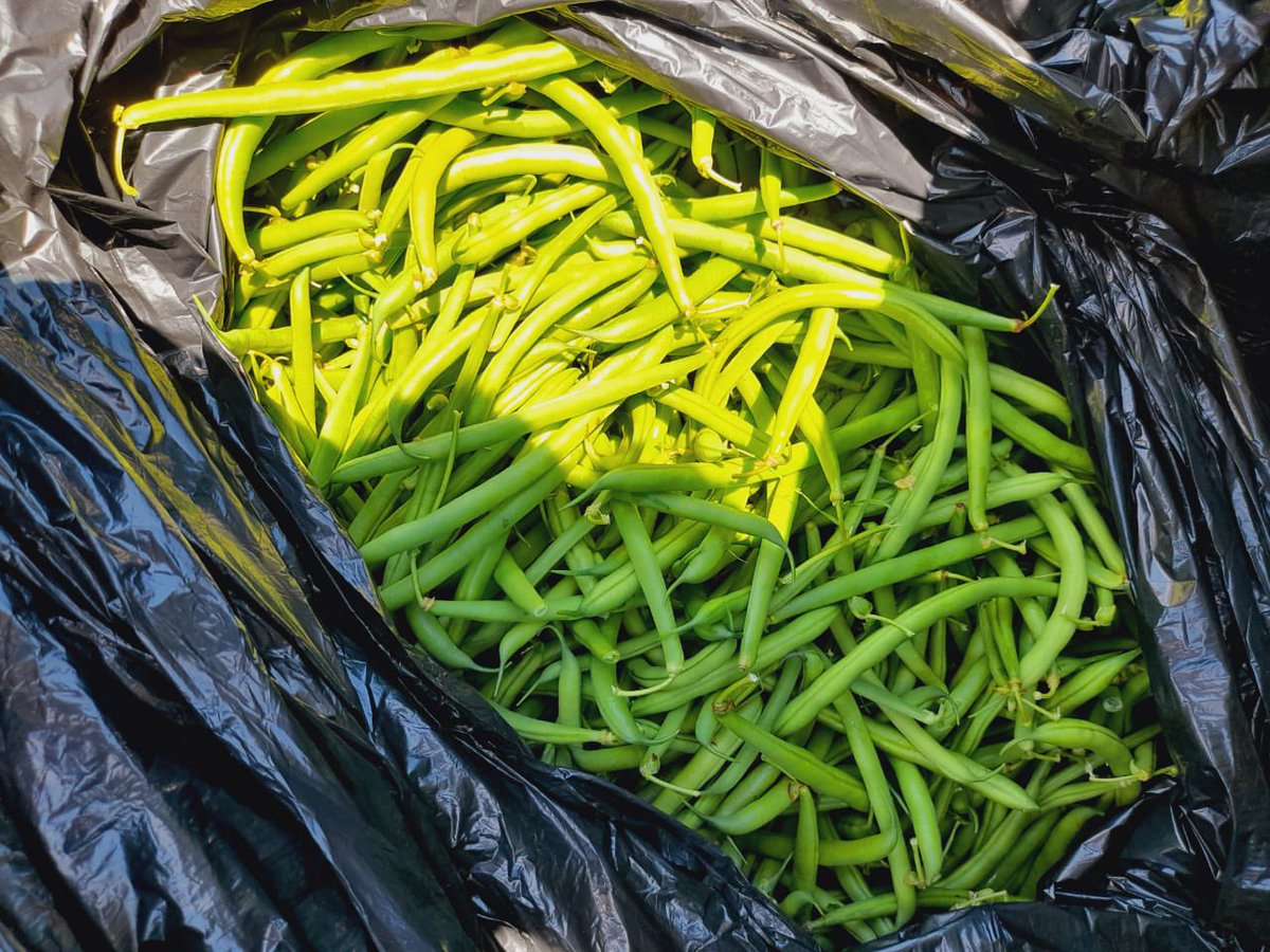 MamelloBohale's tweet photo. Hey #Lstwitter  Ke rekisa green beans.. straight from my garden 5l-M60.00, 10l-M90.00  20l -M180.00.. if you want e ngata tell me a day before ketsebe lo kotula.. I do deliveries around town and surrounding areas( local) +266 69310893/  +266 68271120…. https://t.co/BGRVl6bdSc