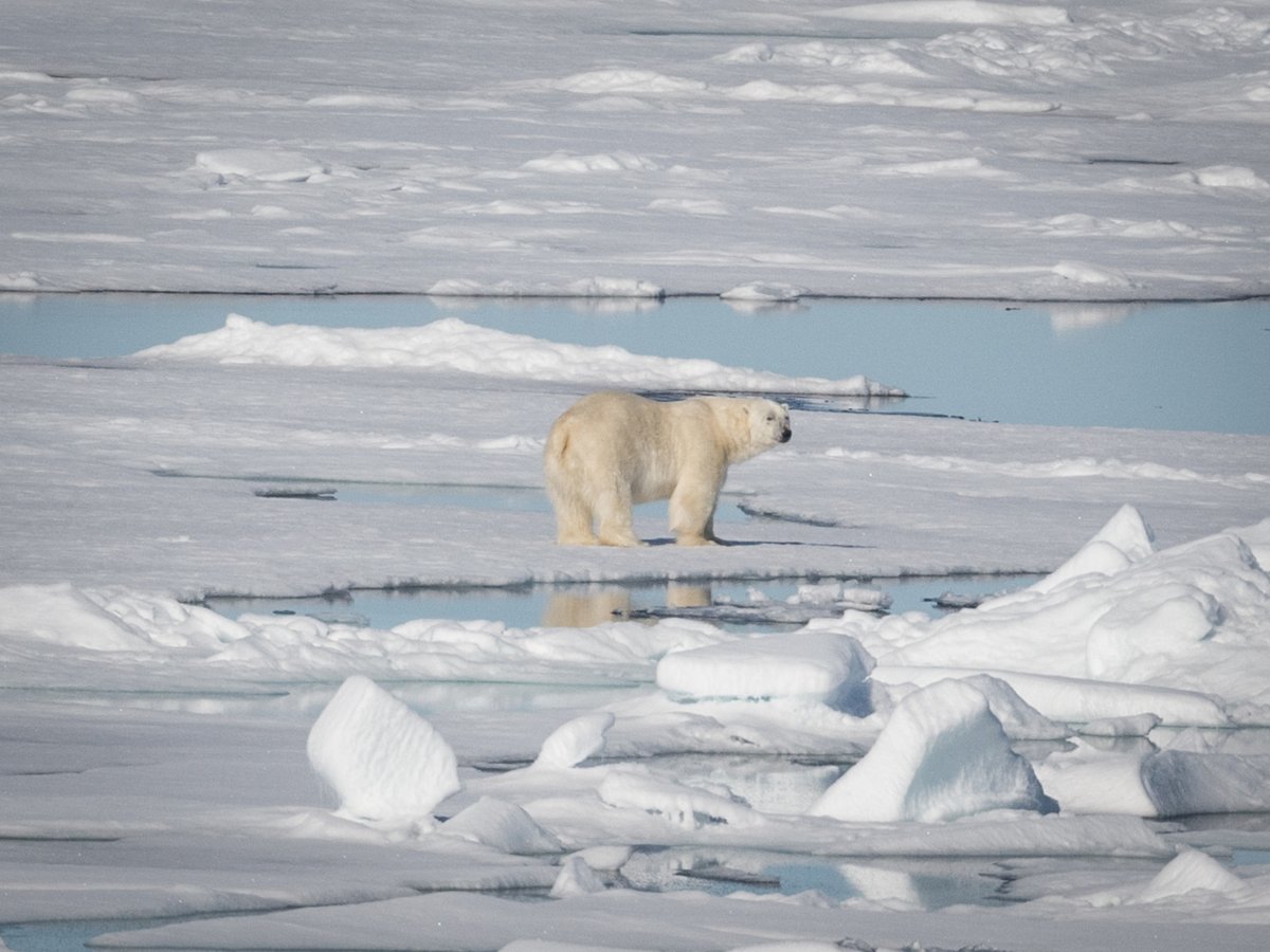 QuarkExpedition's tweet photo. Already have summer plans? If you don’t, you should check out our Escape Sale! 🧭 

Save up to 45% on your Arctic adventure and get free charter flights and a free night hotel accommodation on multiple Arctic 2023 voyages!

Explore offer &amp; departures →  https://t.co/pE5bQimR7R https://t.co/unXYjzpL5Y