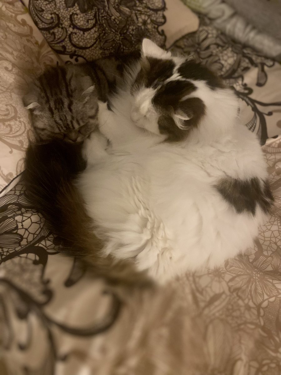 bao_bao_bun's tweet photo. Iโm just a wee head poking out of a load of fluff really #squished #bigbedtime #CatsOfTwitter ๐ป๐๐พ๐น๐น๐น https://t.co/FKlJzhstNb