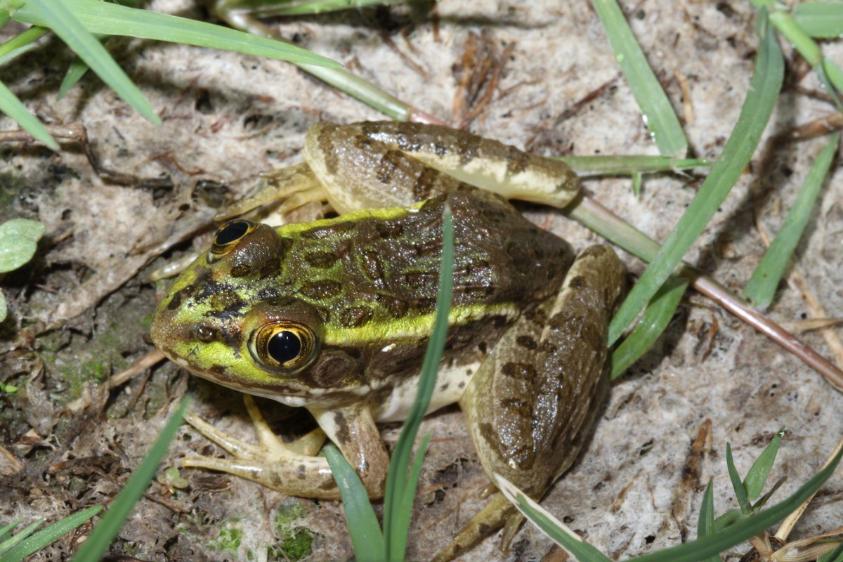 New landscape-scale study from the southwestern U.S. & northern Mexico provides evidence that nonnative American Bullfrogs decrease occurrence of native amphibians and increases occurrence of pathogens: ow.ly/X2fI50MontC

#USGS_NOROCK @USGSAZ #USGS_SBSC #eDNA