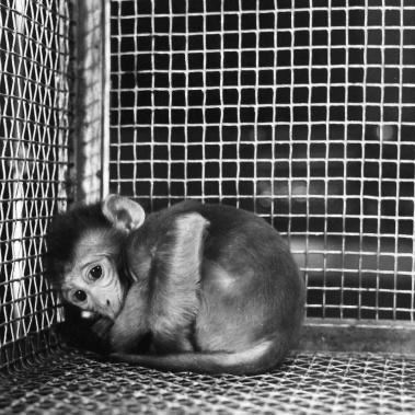 The only animal that can predict how a drug will work in a human is another human.🤔

'Animal testing doesn't work'. @RickyGervais 

Help <a href="/BetsyAmbassador/">Betsy, Beagle Ambassador for FLOE</a> to #EndAnimalTesting🐶💔

<a href="/PeterEgan6/">Peter Egan</a> @MarcTheVet <a href="/Protect_Wldlife/">PROTECT ALL WILDLIFE</a> <a href="/domdyer70/">dominic dyer</a> <a href="/AnimalAid/">Animal Aid</a> @DrLisaCameronMP <a href="/TanDhesi/">Tanmanjeet Singh Dhesi MP</a> #Vegan