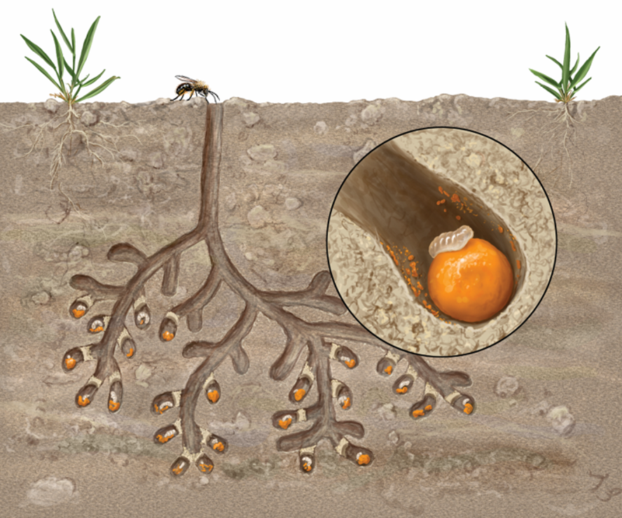 Pollinators's tweet photo. (1/2) Did you know that mining bees nest underground and dig intricate tunnel systems to lay their eggs in?  These underground tunnel systems lead to slightly larger chambers known as brood cells, where a female mining bee will provide just enough pollen and nectar for the egg. https://t.co/DGmmYPdBT3